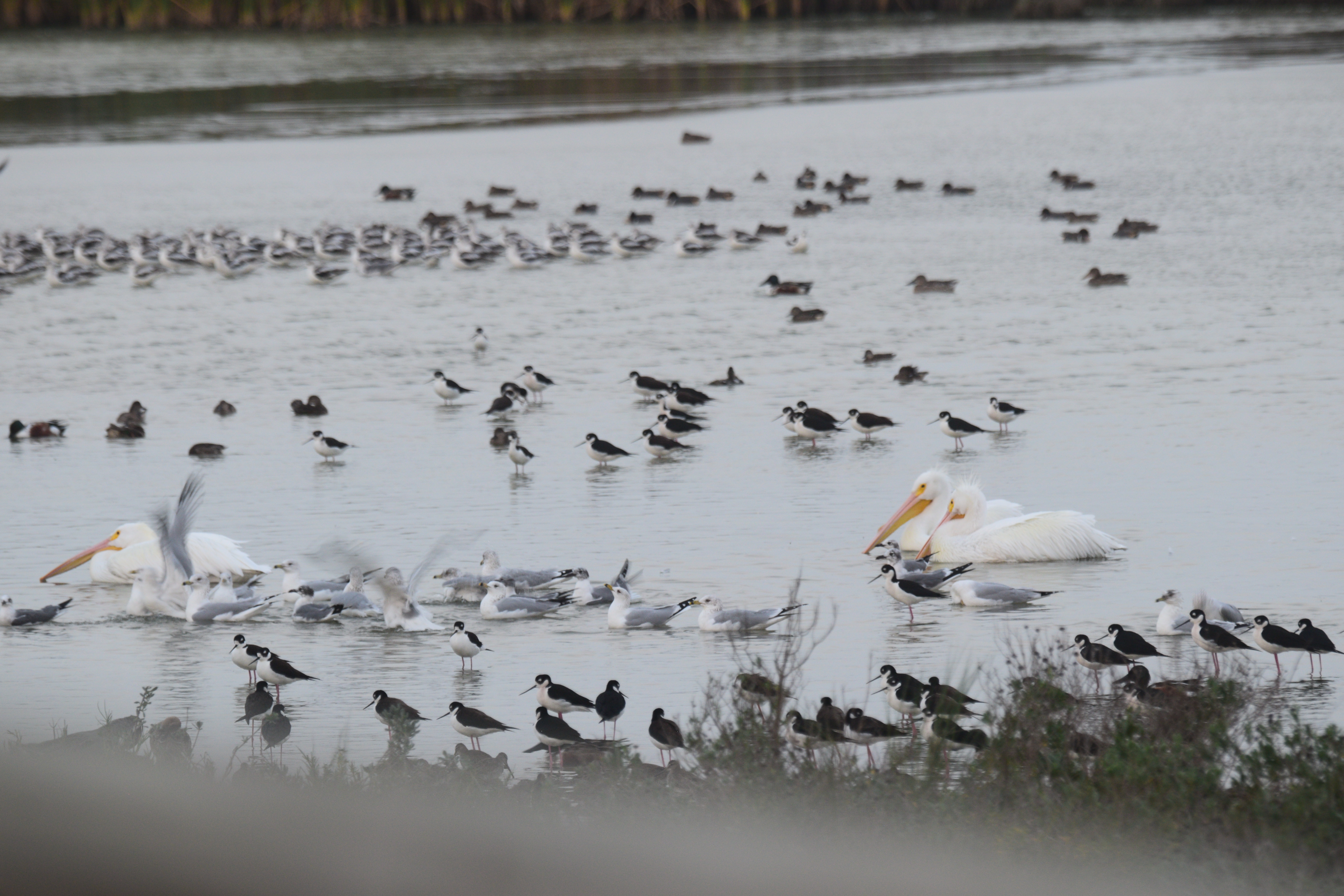 Wildlife photography